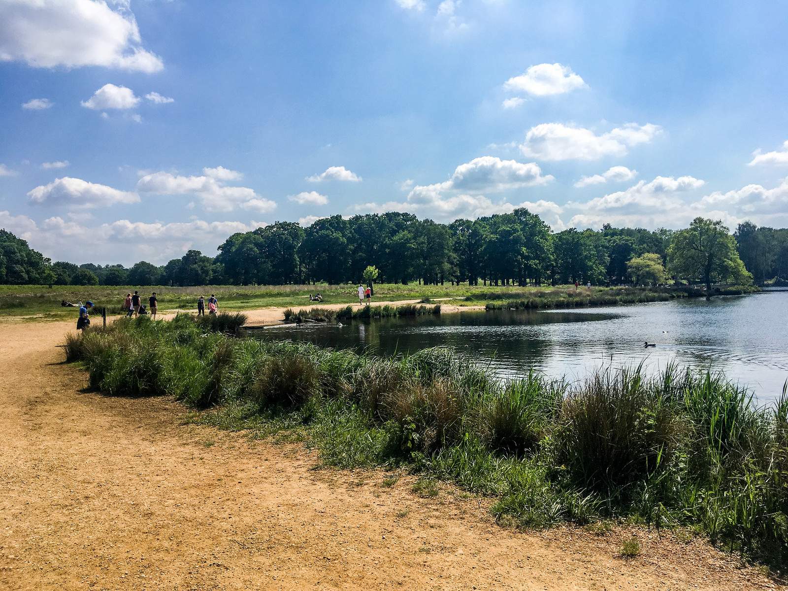One of many beautifull views in Richmond Park, London.