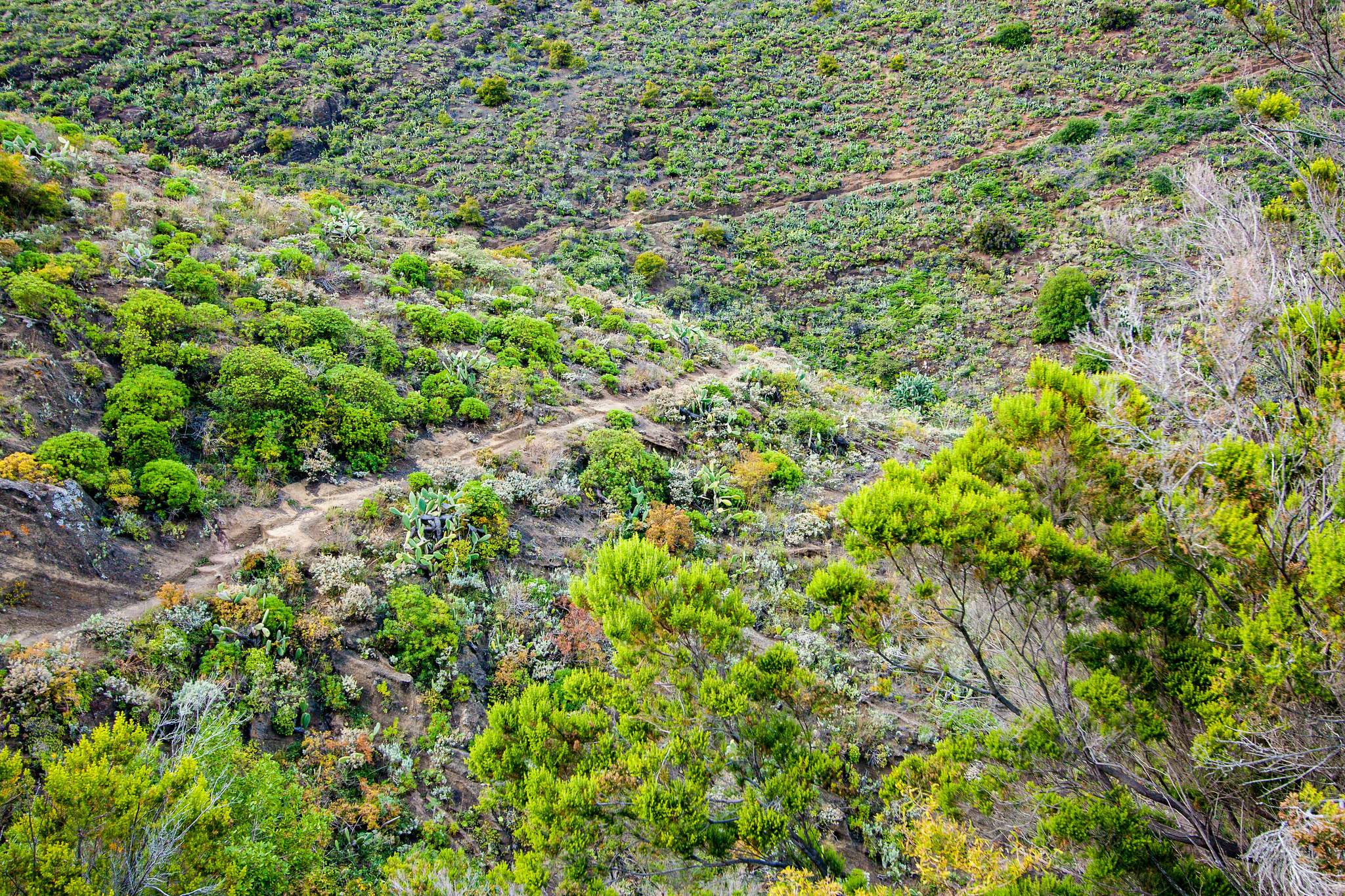 Cruz del Carmen hike in Anaga mountains, Tenerife