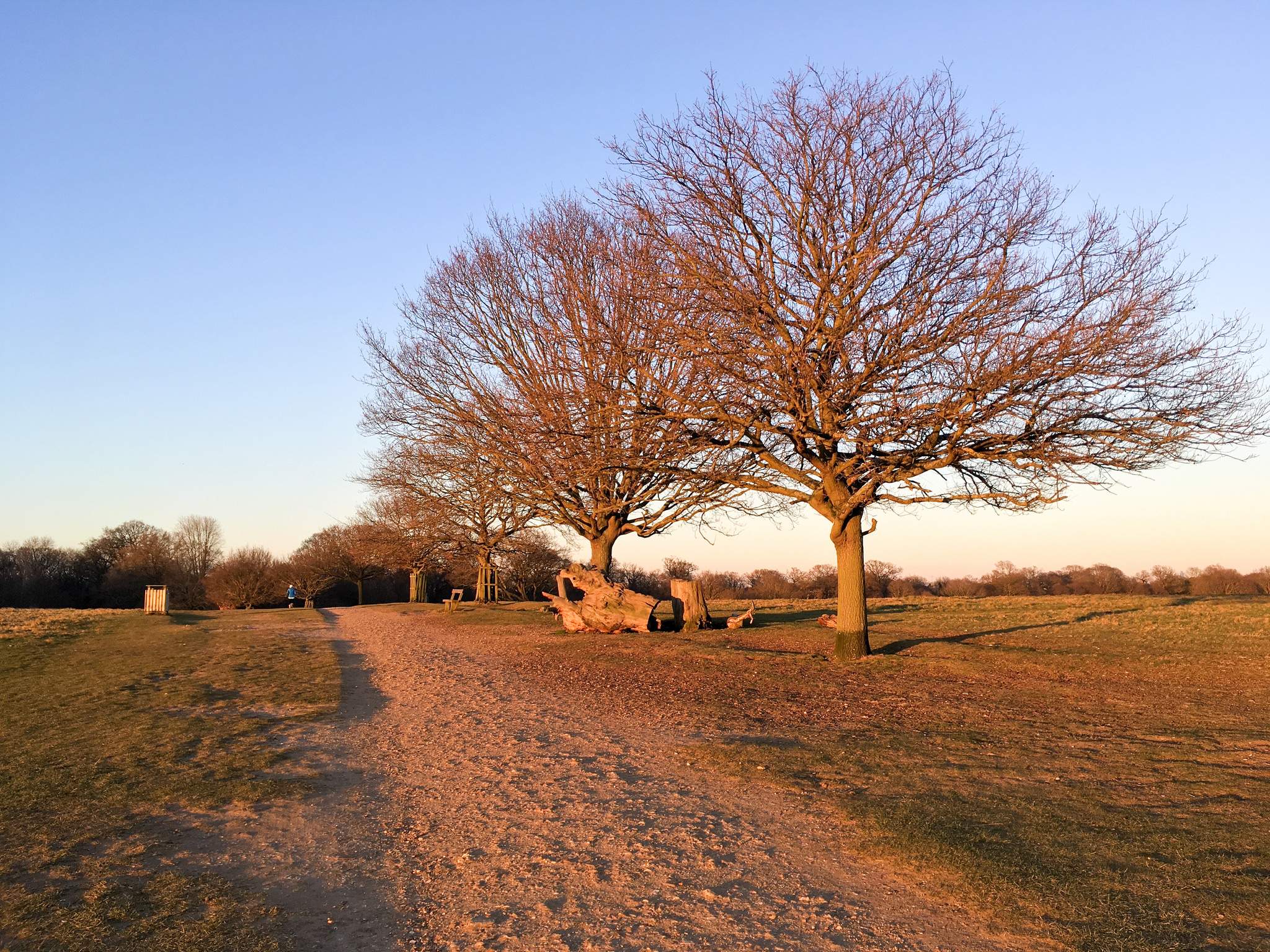 Nice, sunny afternoon run in Richmond Park, London